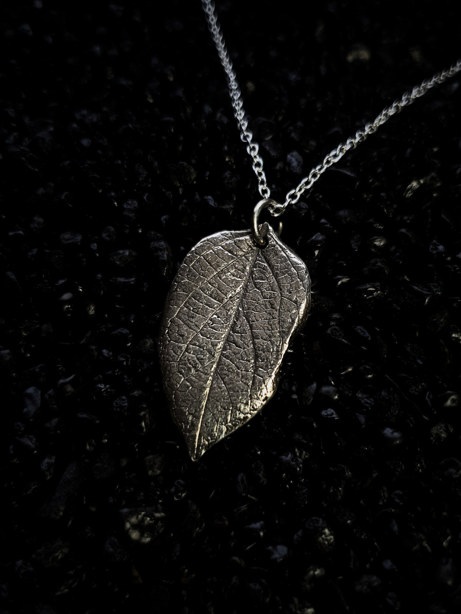 Silver Honeysuckle Leaf Laying on a Black Background