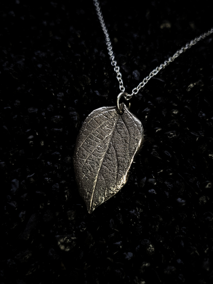 Silver Honeysuckle Leaf Laying on a Black Background